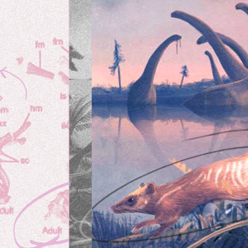 A split image juxtaposing scientific dinosaur sketches with a colorful illustration of a prehistoric scene featuring a dinosaur and a small mammal.