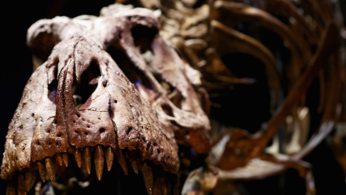 The skull, jaw, and teeth of a T-Rex exhibition at the Natural History Museum of Leiden.