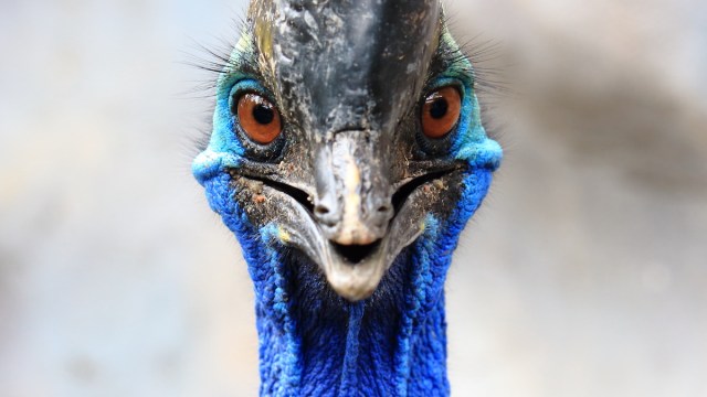 cassowaries