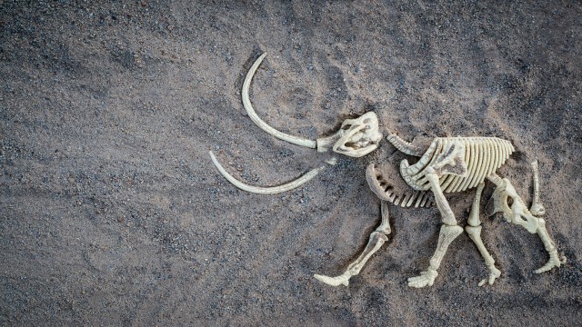 Woolly mammoth