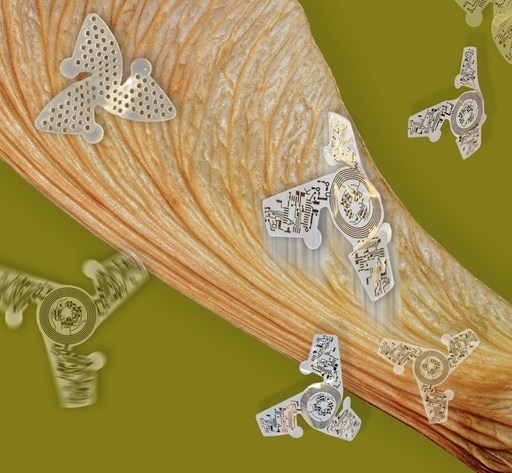 maple tree helicopters