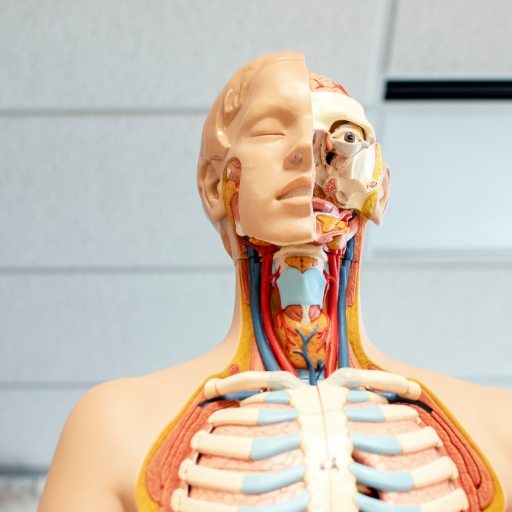 organ transplantation