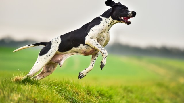 dog bark meaning