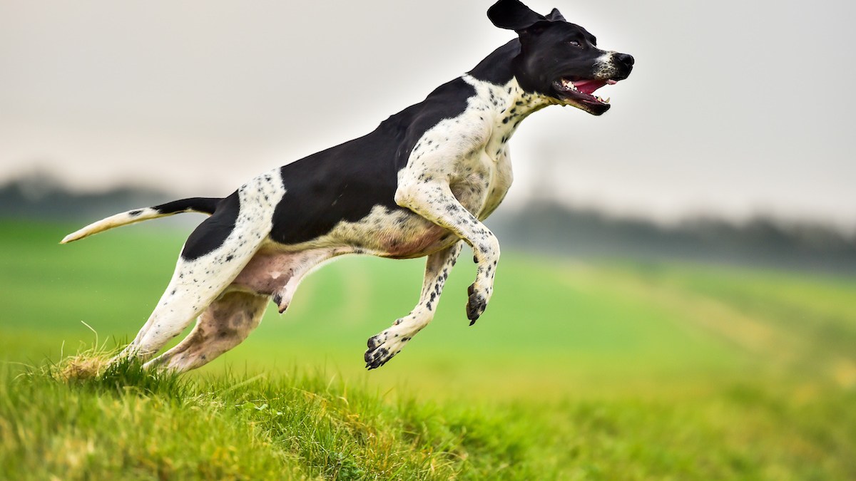 dog bark meaning