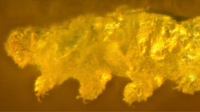 tardigrade