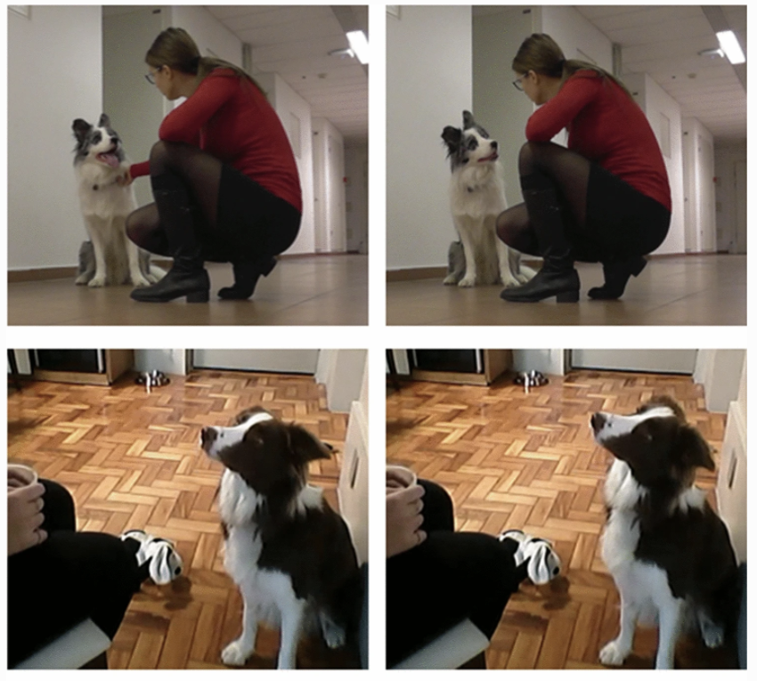 dog training