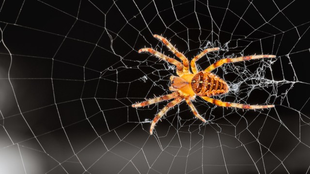 orb weaver