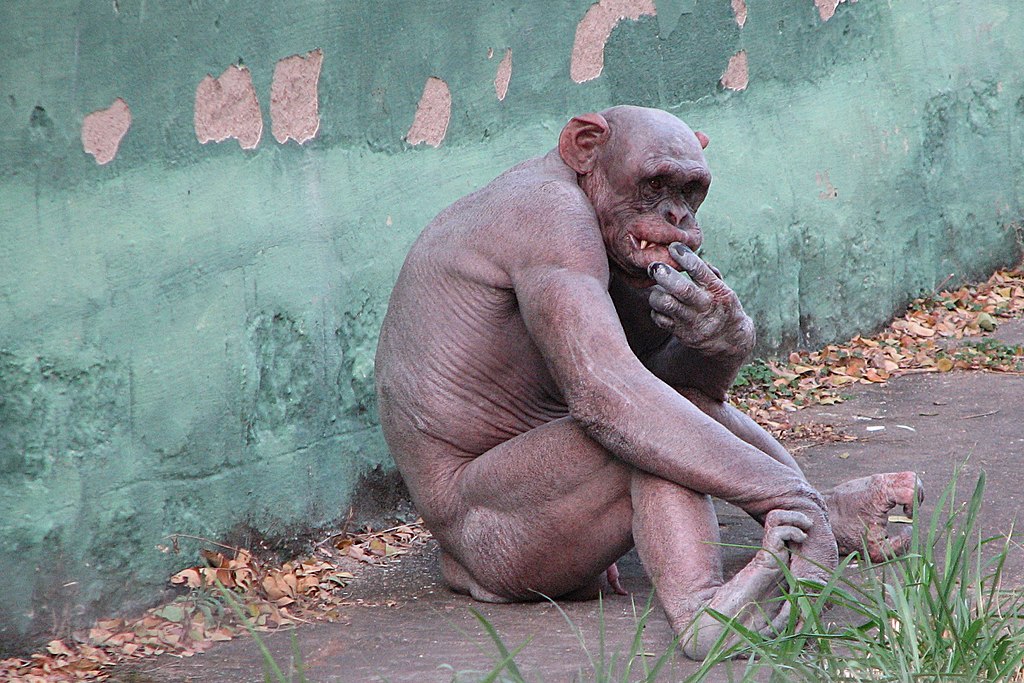 chimpanzee war
