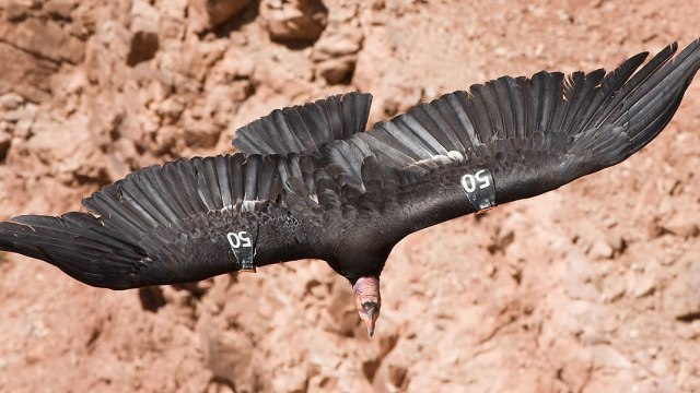 California condor