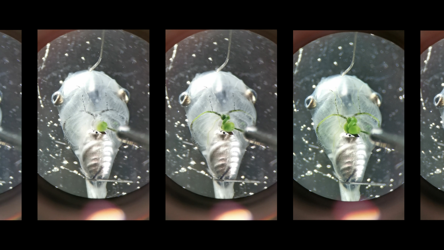 algae oxygen