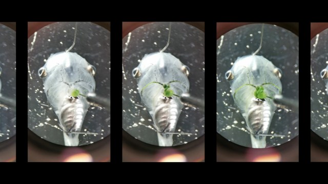 algae oxygen