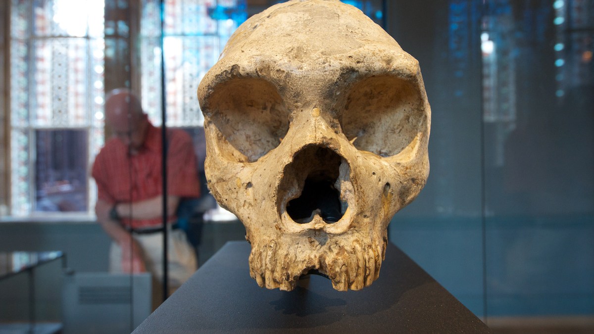 neanderthal dna