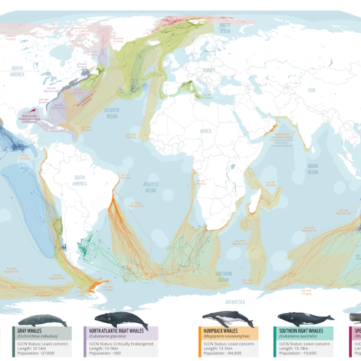 whale migration