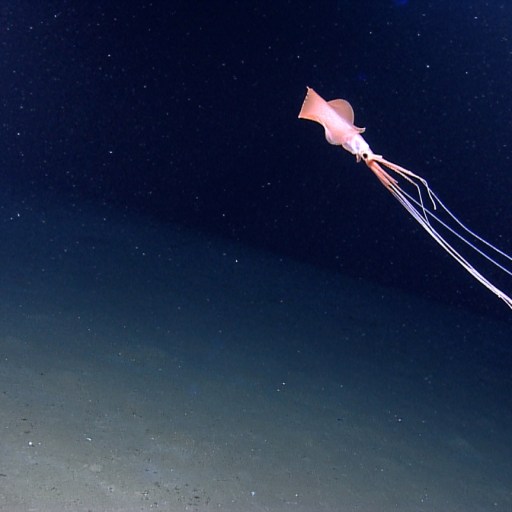 Large squid Magnapinna sp.