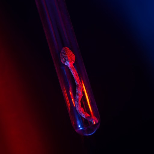 microdosing psilocybin