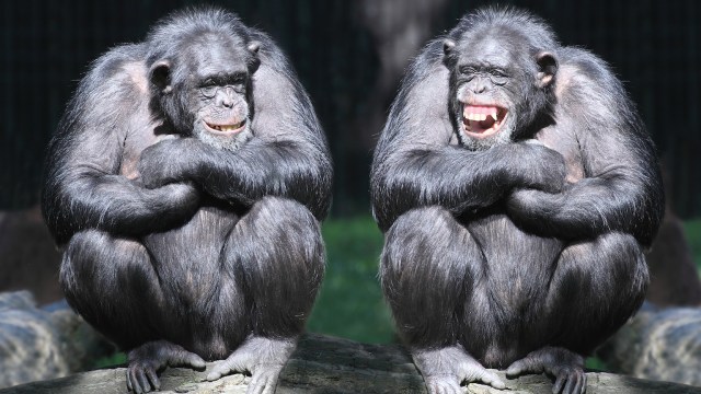 chimpanzees