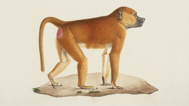 Illustration of a baboon standing on all fours, facing right, with a reddish-brown coat and a pink patch on its hindquarters—an awe-inspiring member of the animal kingdom.