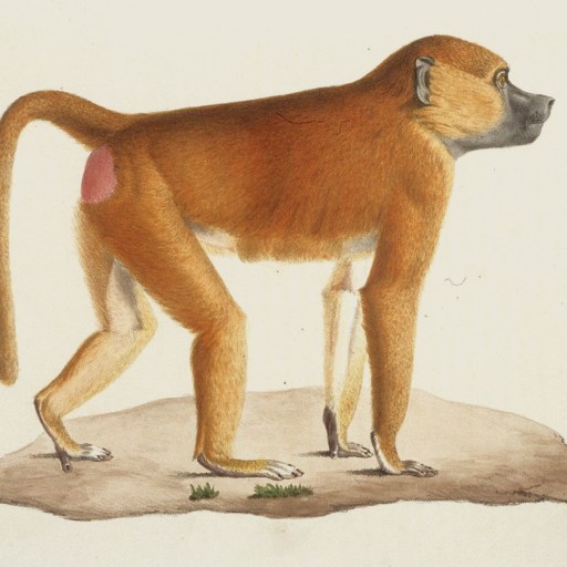 Illustration of a baboon standing on all fours, facing right, with a reddish-brown coat and a pink patch on its hindquarters—an awe-inspiring member of the animal kingdom.