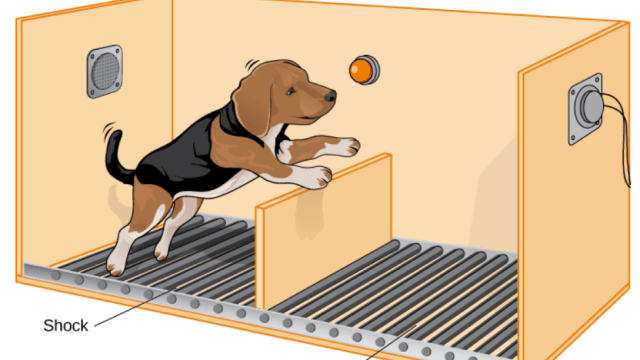 learned helplessness