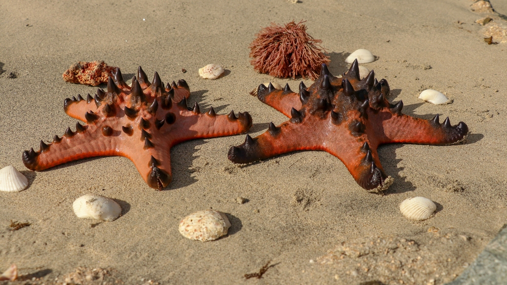 starfish skeleton