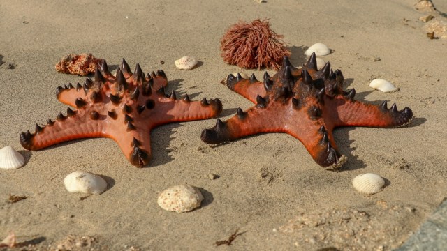 starfish skeleton