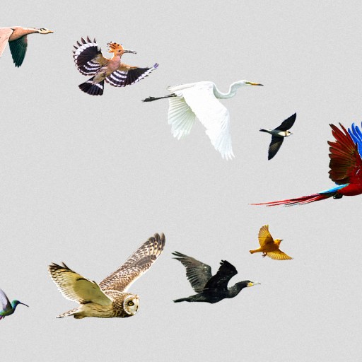 psychological safety at work