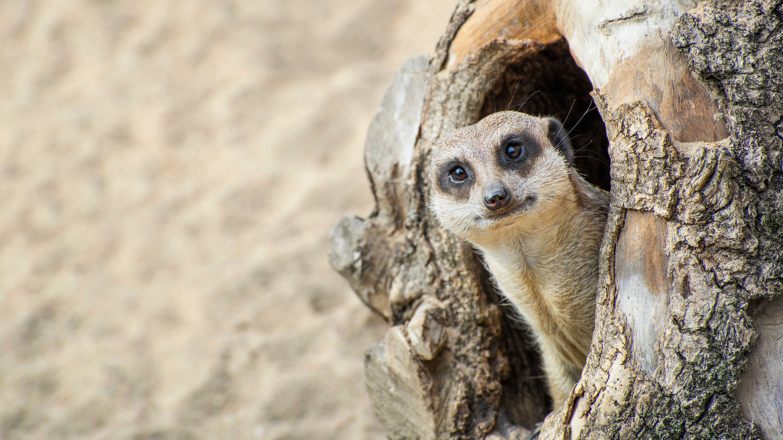 mammal species