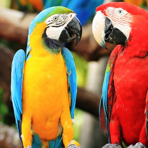 parrots