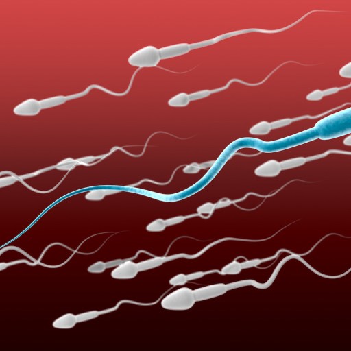 sperm infertility