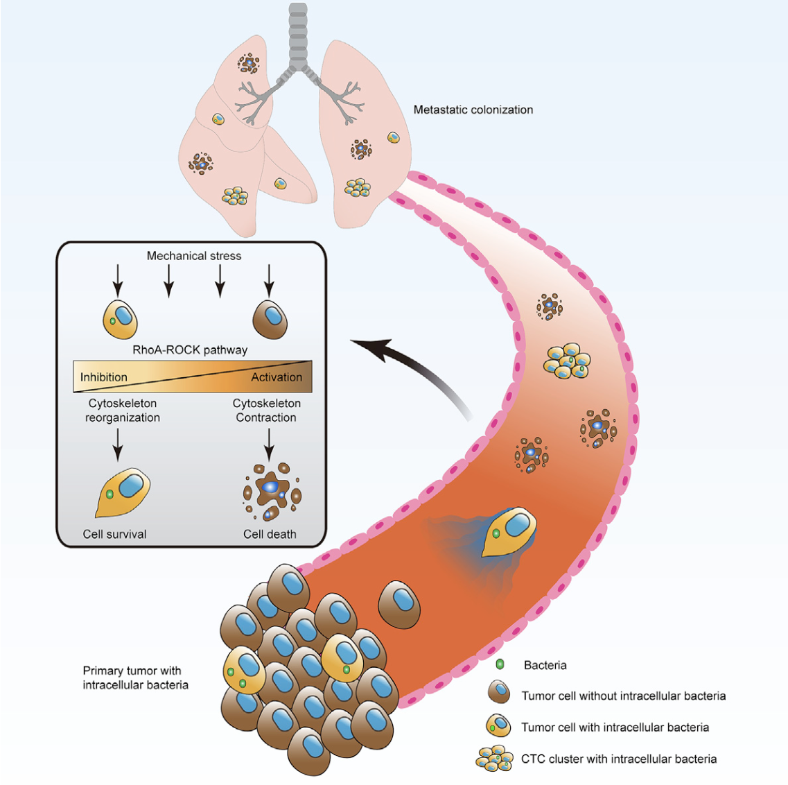 cancer bacteria