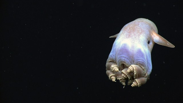 what aliens look like