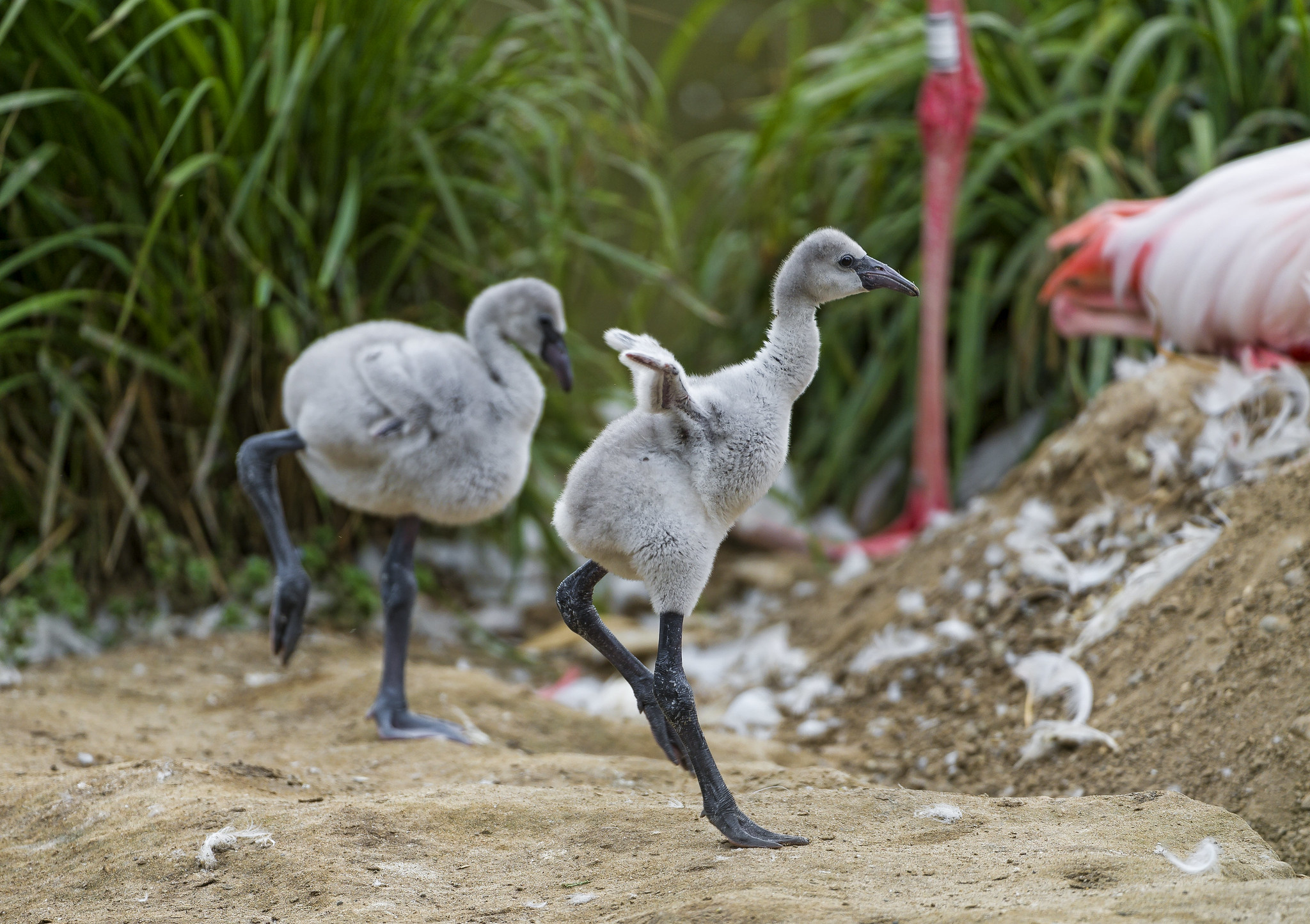 baby flamingo