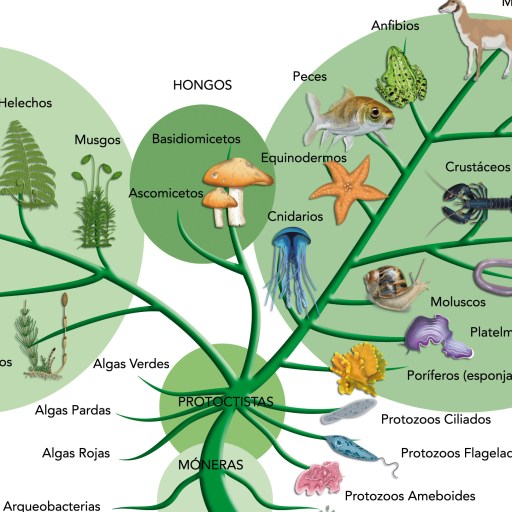 evolutionary trees