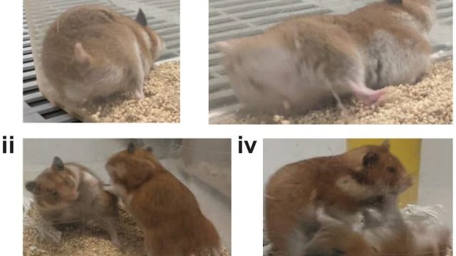 angry hamsters