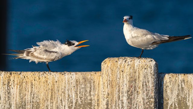 arguing
