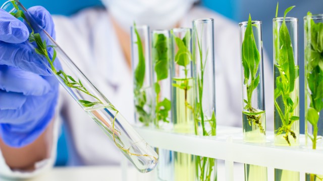 photosynthesis