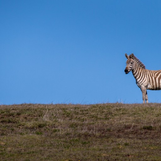 california zebras