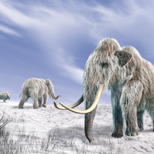 mammals