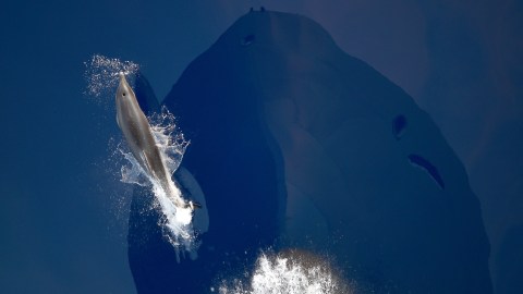 navy dolphins