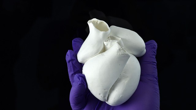 heart muscle