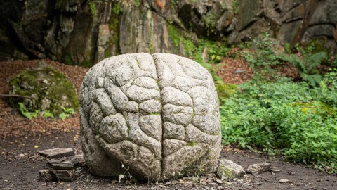 human brain