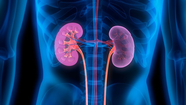 type o kidney