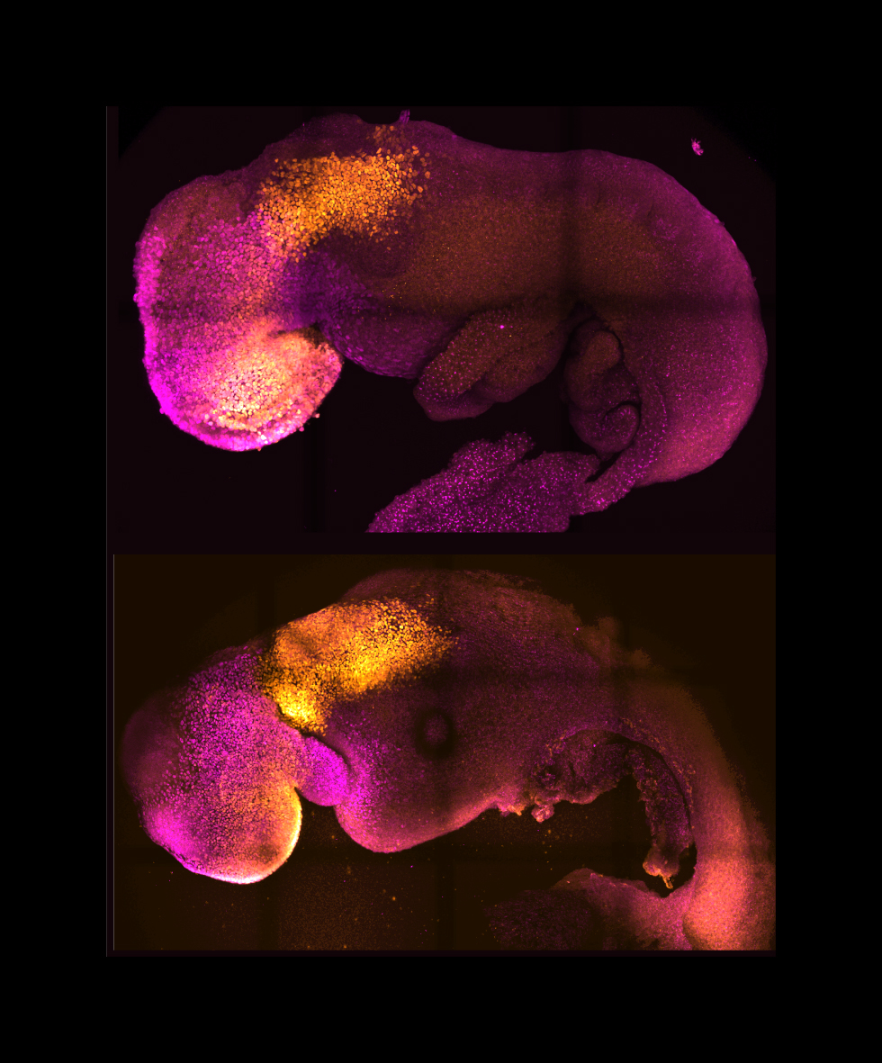 embryos