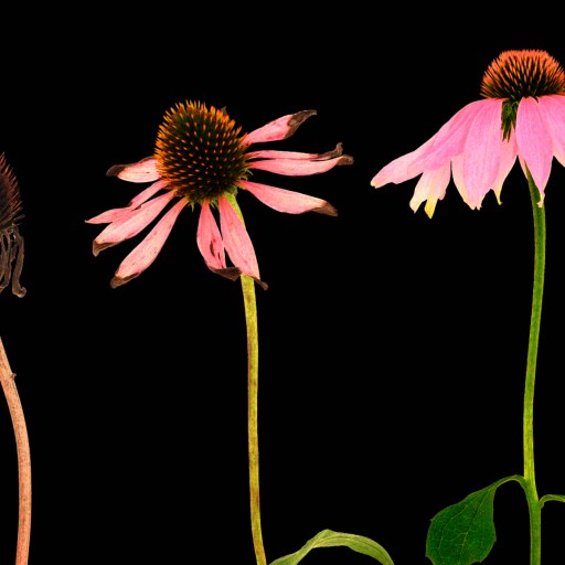 Three purple coneflowers at different life stages: dried and dead, wilting, and fully blooming, shown against a black background.