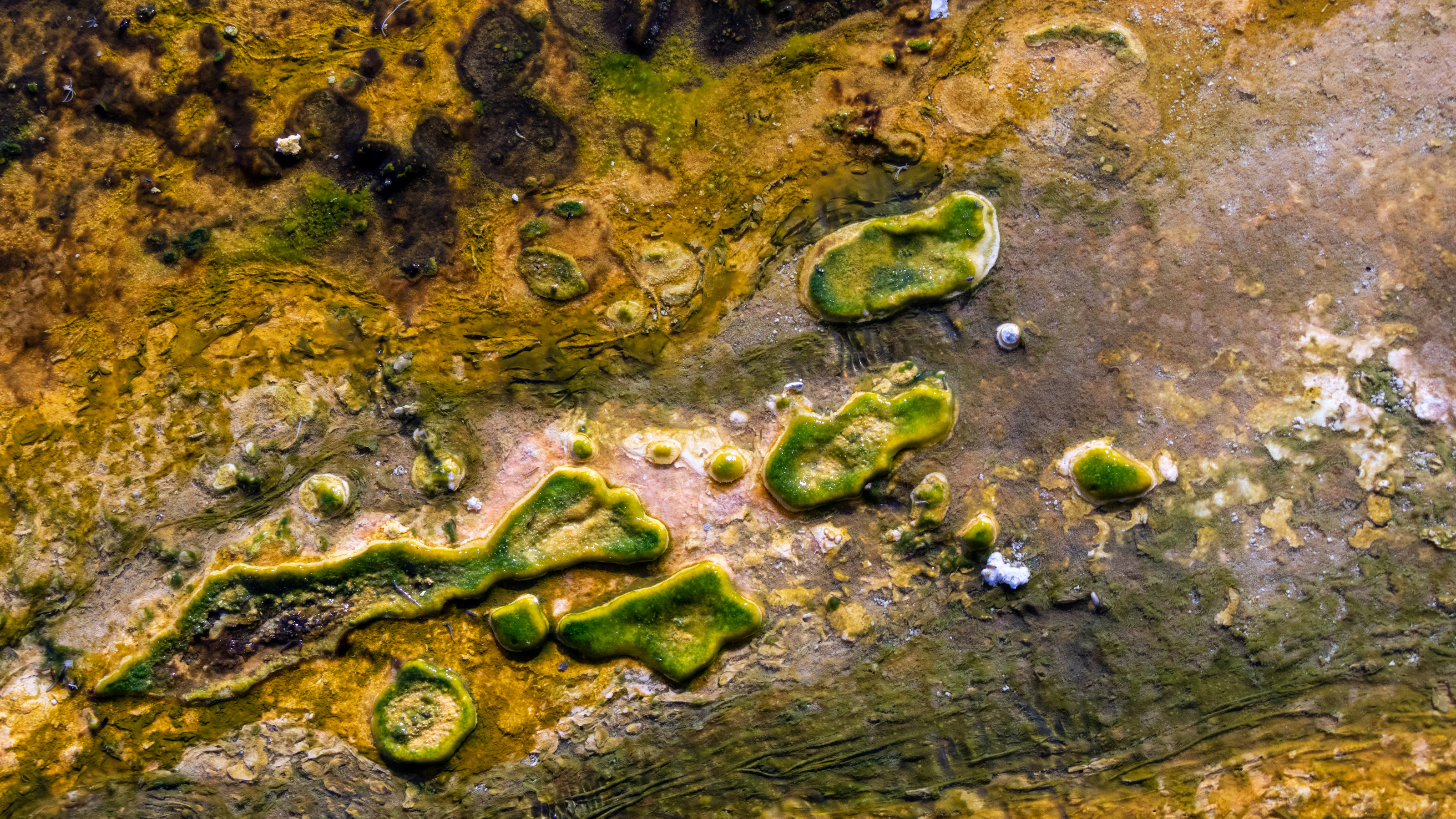 primordial slime