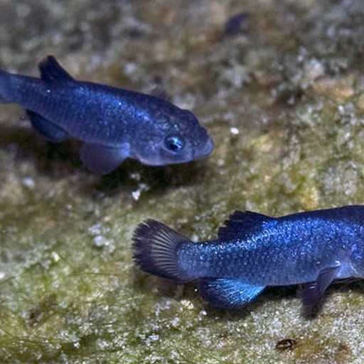 devils hole pupfish