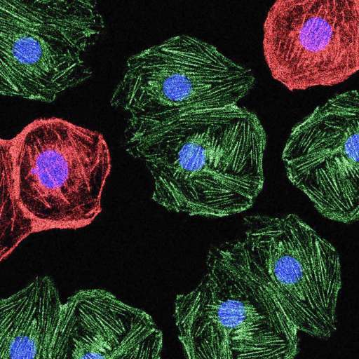 Microscopic image of cells with red and green outlines and blue nuclei on a black background.