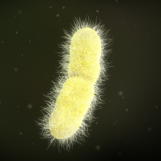 klebsiella