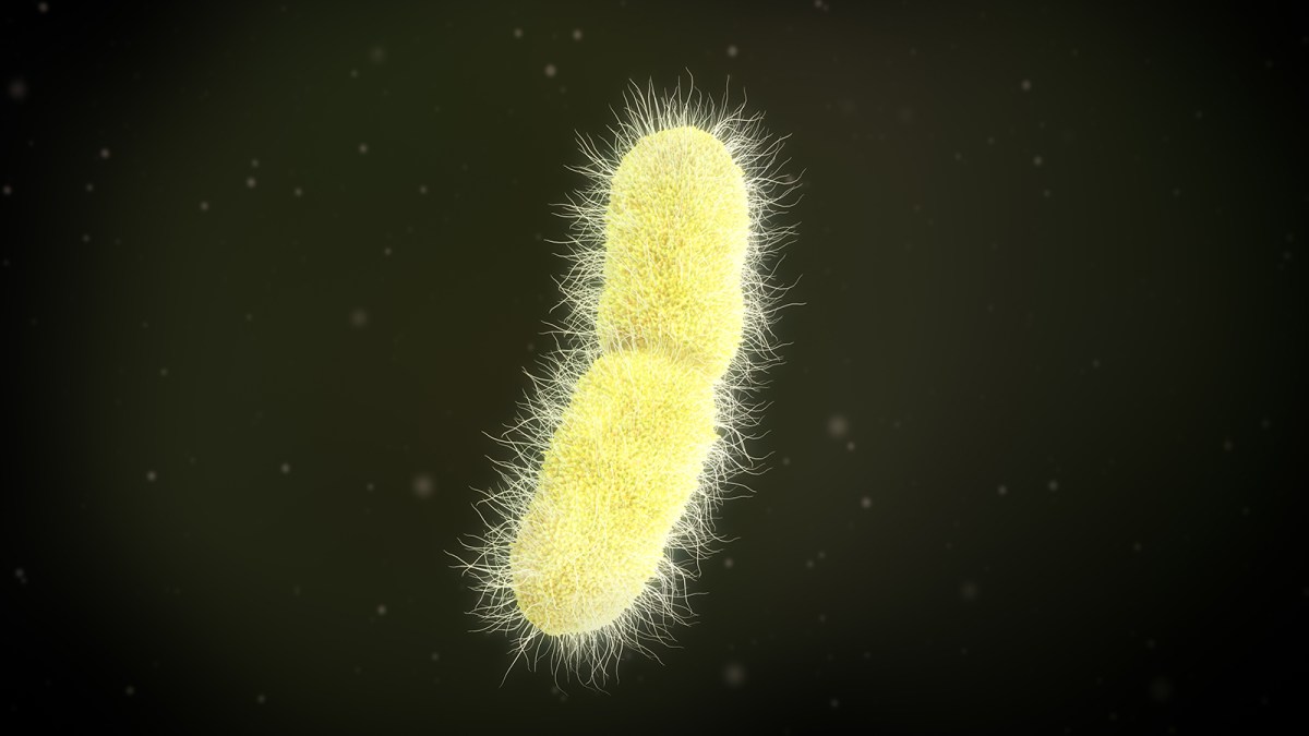 klebsiella