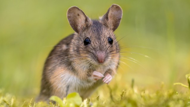 crispr mice